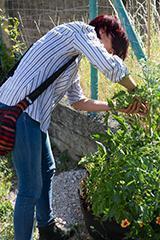 9-juillet-2015-potager